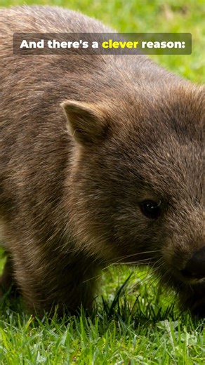 The only animal that poops cubes 😳🐾