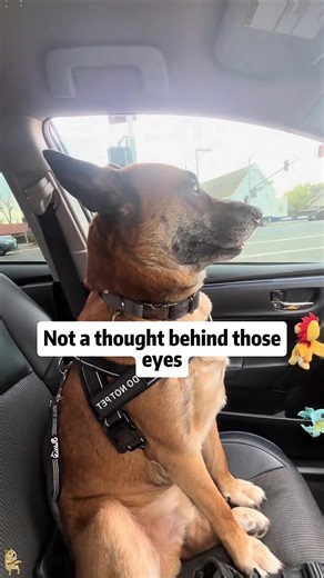 Dramatic Dog Moments That Will Make You Laugh