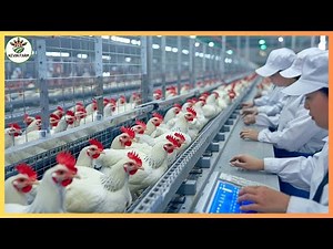 China Chicken Farm - How To Raise 400,000 Chickens At A China Automatic Chicken Farm