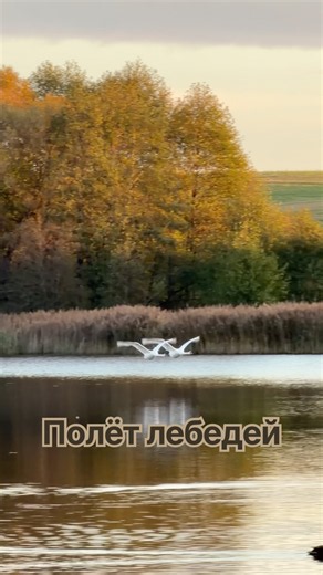 Полёт новой пары лебедей на нашем месте. #лебедь #nature #birds #swans #бит #полёты