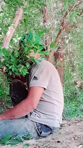 Herb Identification: Exploring Edible Green Plants