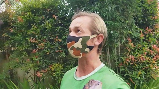 Golden orb weaver spider