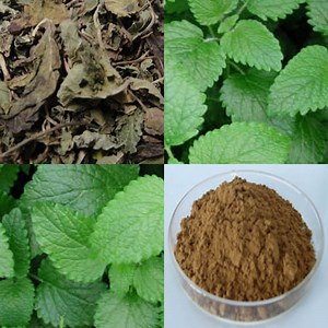 [Hot Item] Supply 5% Rosmarinic Acid Lemon Balm Extract