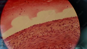 The Cell Tissue Under a Microscope Stock Video