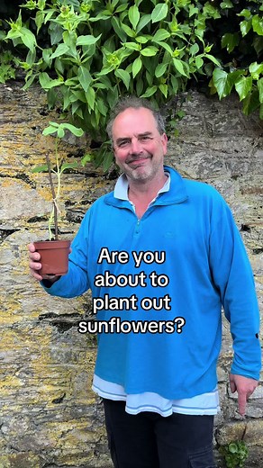 Essential Tips for Planting Sunflowers in Your Garden