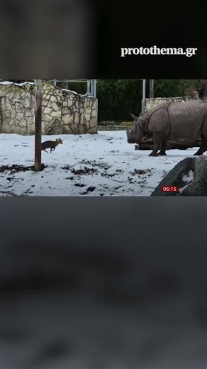 Όταν ο Δαβίδ (ελάφι) τα έβαλε με τον Γολιάθ (ρινόκερο): Το βίντεο από ζωολογικό κήπο της Πολωνίας που έγινε viral #protothema #greektiktok #tiktokgreece #news
