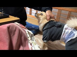 親戚のおじさんを「おもてなし」する愛犬が可愛い…笑