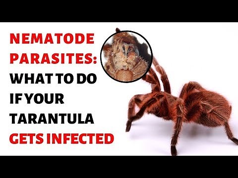 Nematode Parasites: What To Do If Your Tarantula Gets Infected