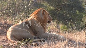 Young male lion profile side view laying down on dirt slope, blurred background