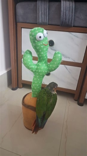 Puchhu is upset from me 🥲😓 #shortsfeed #shortsviral #shorts #trending #birds #shortvideos #parrot