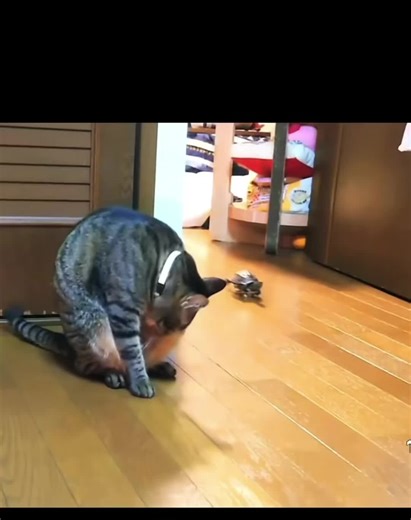 JehanHalim22 (@jehanhalim4)’s videos with Roadrunner Meep Meep - Cartoon Sound Effect - Power Sound Effects