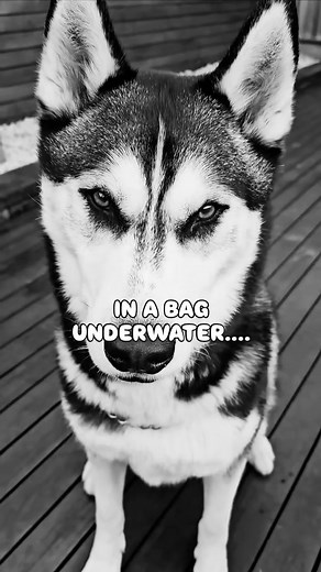 Haahhaha you're my kinda guy 😍 #husky #dogbreed #dog #huskies #siberianhusky #funny #dogtype #pets | Hello Husky