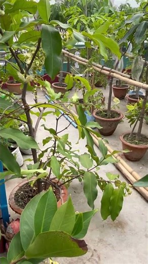 Tiny blooms today, Juicy sweetness tomorrow 🍎🌸 Red Java/Water Apple #gardening #waterapple