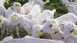 Goat farm. Goats in a corral. Livestock and breeding animals in the countryside.