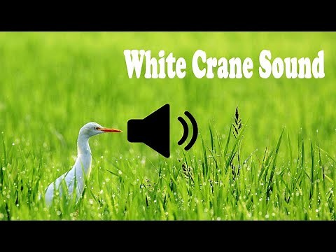 The Majestic Call of White Cranes / Sounds of White Cranes