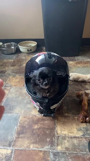 JoshPuddinAndDozer on TikTok