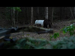 ARROW, black bear hunting - Full movie