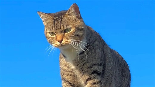 第一批回村的小狗猫都在房顶晒上太阳啦，笑死！