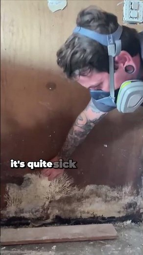 How to identify mould and what to do when you find it.