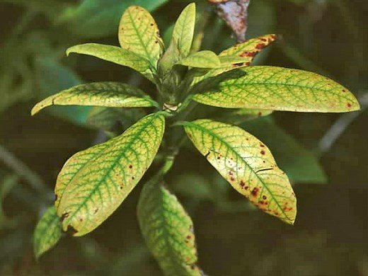 Chlorose des rosiers : Solutions efficaces pour des feuilles saines