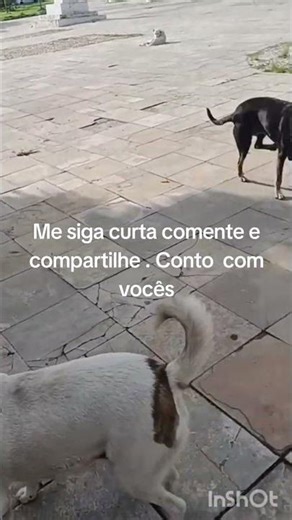 os bichinhos na praça da matriz #animais