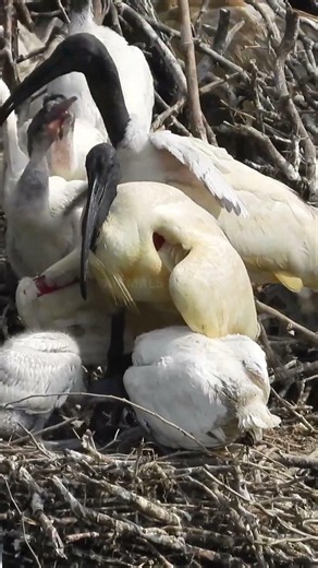 Black-Headed Ibis Feeding Its Chicks Heartwarming Wildlife Moment