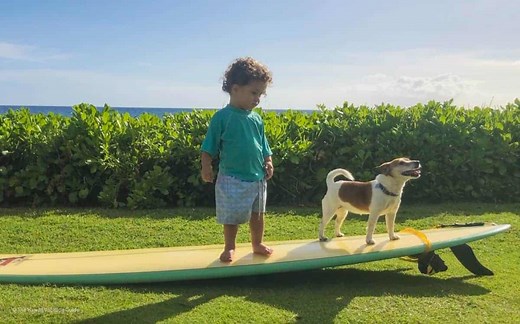Can You Bring Your Dog to Hawaii? This is How to Avoid Pet Quarantine - The Hawaii Vacation Guide