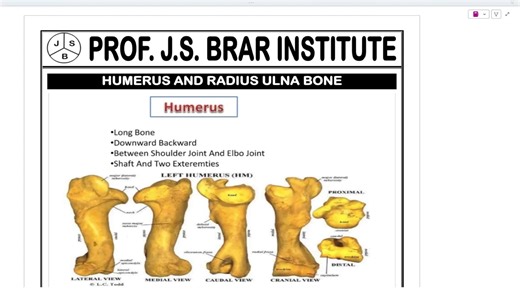 HUMERUS AND RADIUS ULNA BONE