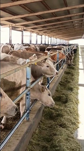 Inside Saudi Arabia’s Amazing Dairy Farm 🐄🇸🇦