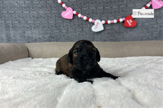 Cici - Havapoo Puppy A35E55