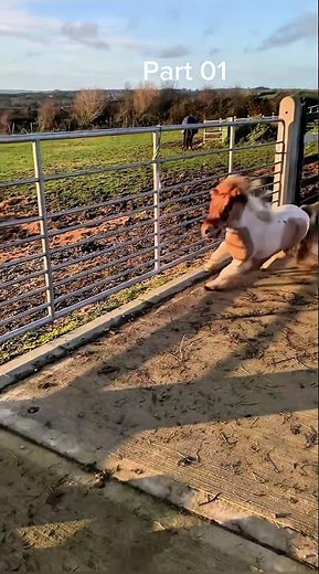 Funny Horse Fails Compilation 2026 😂 Hilarious Horse Moments You Can’t Stop Laughing At!||Part 01