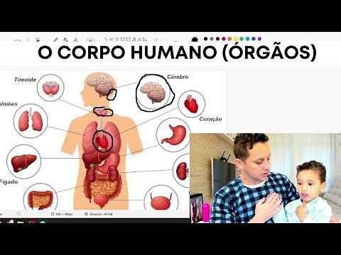 O Corpo Humano por Dentro - Conhecendo o Corpo Humano - Os Órgãos do Corpo Humano