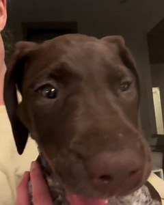 This pooch has the funniest yawn 😆😴 | Furry Tails