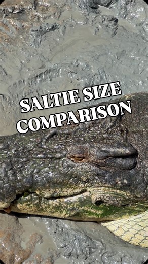 Saltie size comparison. Saltwater Crocodiles show extreme sexual dimorphism. Females mature at 2.2–2.5 m (about 10–12 years old), while males mature at around 3.3 m (around 16 years old), with males growing faster and reaching far larger adult sizes. Anatomical studies also show males trend broader in head/skull and overall proportions. In crocs, C. porosus (Salties) have some of the strongest size dimorphism recorded. Male maturity size is 46% larger than female maturity size. ￼ In Australia, f