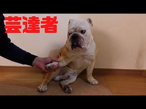 After refusing to shake hands for three years, the bulldog finally shows his true colors!