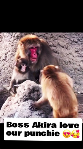 punch finally got the love and care from boss Akira 🥰#punch #monkey #punchvideo #felyslifevlog