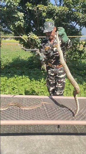 Russell's viper vs python