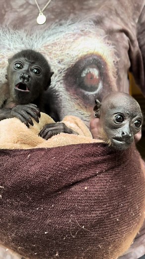 Chatty Howler Monkey with Baby: Funny Monkey Moments