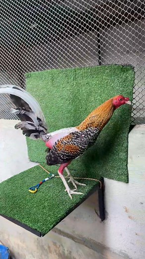 Gallo Bulico del Criadero Los Rodriguez 🔥🐓 | El Mundo de Los Gallos