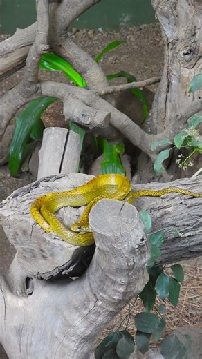 Among the Gold: The Life of a Rat Snake