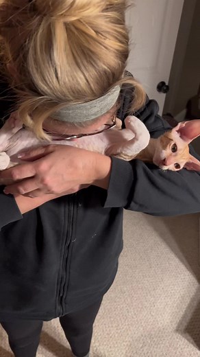 Raising Cornish Rex Puppy-Cats: Belly Kisses & Berries