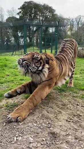 fotawildlife on TikTok