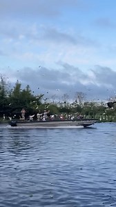 12K views · 81 reactions | POV: You’re exploring the world’s largest rainforest. Deep in the heart of the Peruvian Amazon, every moment hums with life-from colorful macaws overhead to curious river dolphins below. Join us on the Ultimate Amazon Expedition and discover the wild beauty of this biodiverse paradise. nathab.com/amazon Video by Nat Hab Expedition Leader Renzo Zeppilli | Natural Habitat Adventures | Facebook