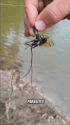 Mind Control Parasites in Animals