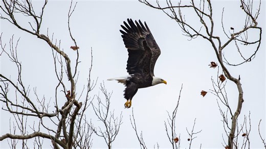 Notre Dame's eagle cam is back at St. Patrick's County Park, with upgrades.