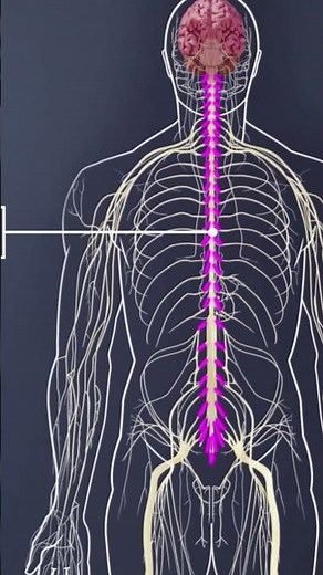 How Spinal Nerves Combine to Form the Sciatic Nerve 🧠 | Understanding Nerve Naming & Pathways