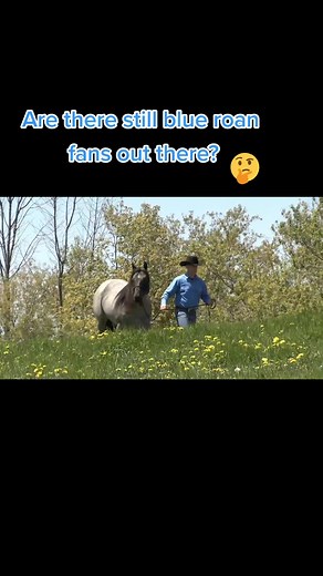 Blue Roan #blueroan #stallion #horse #horses #equestrian #cowboy #ranch #quarterhorse #horsemanship #horseriding #thehorsetrainers #animals #horsesoftiktok #jasonandbronwynirwinhorsemanship