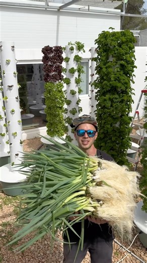 461K views · 2.2K reactions | 264 green onions harvested from one aeroponic tower. Green onions are also known as scallions or spring onions and they take approximately 60 days from seed to harvest. #greenonion #farming #scallions #agriculture #springonion #aeroponics #hydroponics #gardening | Agrotonomy Tower Farms | Facebook