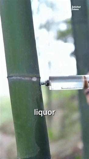 Injecting Liquor Directly Into Living Bamboo Plants😳