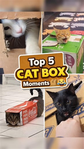 Top 5 Cat Box Moments 📦😹 (Cats Are Weird)